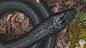 Danger Noodle, Scott Denton : Was working on this for a friend that needed a snake for a music video he’s working on. He wasn’t sure how long the snake needed to be so I decided to make an IMM brush in Zbrush so we could make it whatever length he’d like.