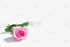 玫瑰,白色背景,粉色,贺卡,生日,仅一朵花,明亮,花束,白色,婚姻