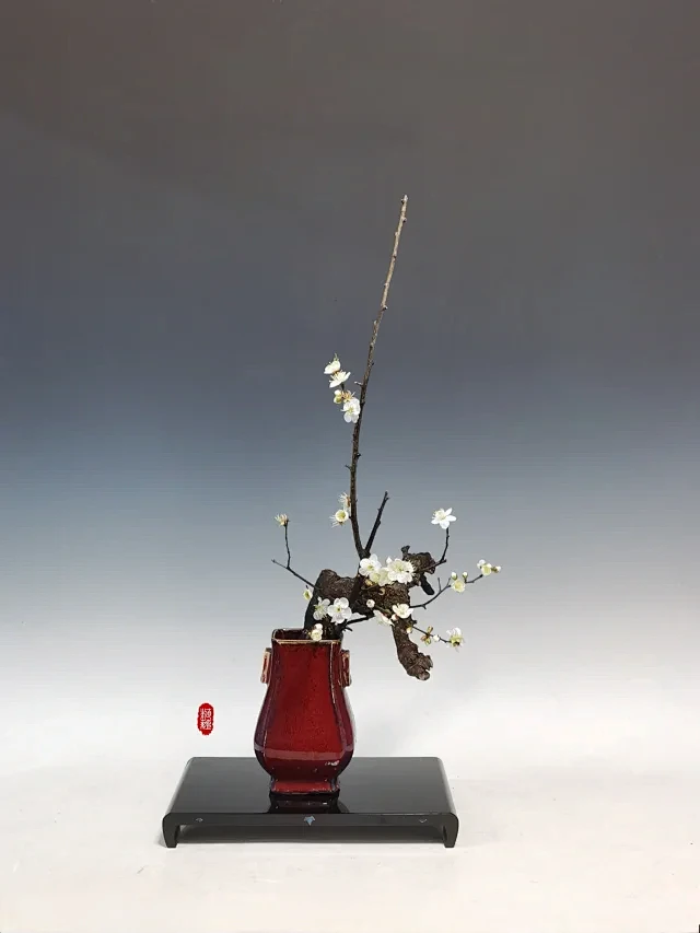 植.蕴 • 小红书 / RED