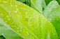 水滴,叶子,绿色,水,自然,草地,水平画幅,无人,雨滴,湿