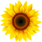 向日葵葵花图宝宝 https://bao16.com 向日葵 葵花