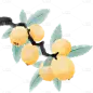 小满国风水墨枇杷插画元素