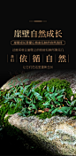 正品霍山铁皮石斛枫斗50g仿 野生鲜条花茶养生茶特级中药材非500g-天猫超市-天猫Tmall.com-上天猫，就购了-理想生活上天猫