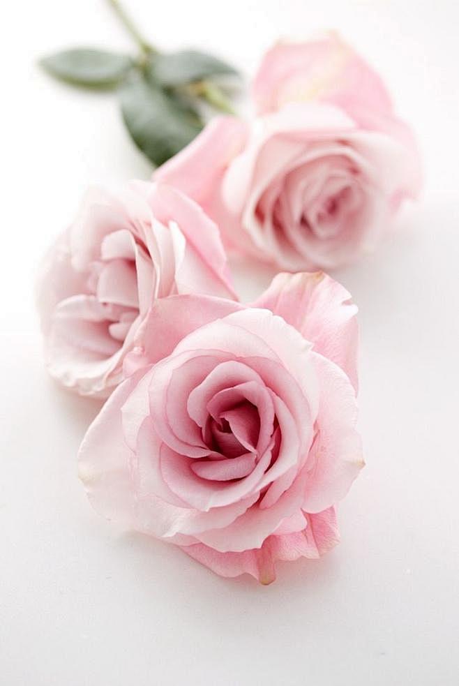 roses. pink . flower...
