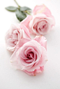 roses. pink . flowers