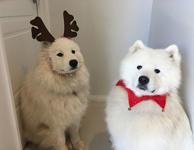 funny-cute-samoyeds-...
