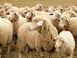 羊群的羊, 羊, 一群, 畜群的动物, 牧场, 动物, 绵羊的毛, 羊毛, 农业