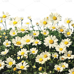 花瓣素材-粉刷匠采集到植物元素