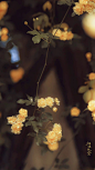 #摄影（花）#