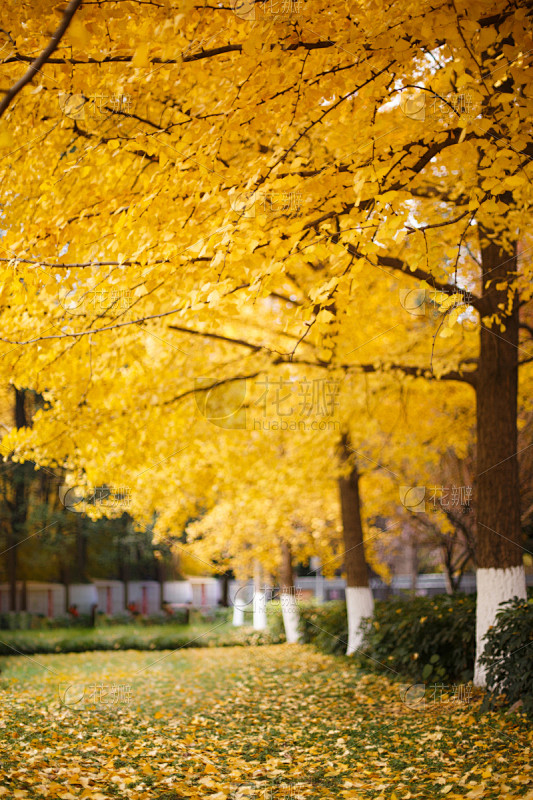 金色,银杏树,黄色,秋天,垂直画幅,风景...