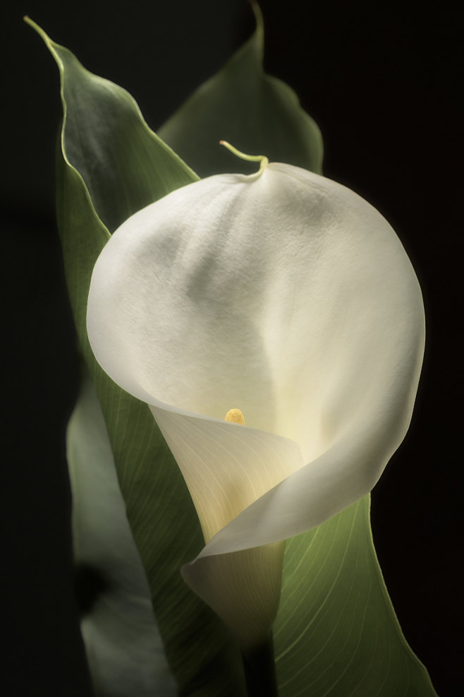 Zantedeschia Aethiop...