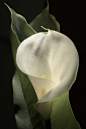 Zantedeschia Aethiopica flower. : Zantedeschia Aethiopica flower, commonly known as Calla Lily and Arum Lily. Photography and editing; Pere Roura Malagelada.