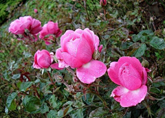 风起︷叶落采集到花❀