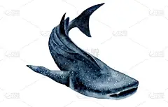 水彩图片。鲸鱼鲨鱼。Rhincodon 调制