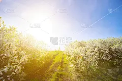 蓝色天空上盛开的樱花树的树枝。国家的道路。