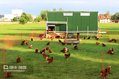 旅程woandni129采集到chicken