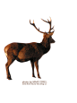 png deer 5