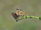 butterflies by tugba kiper on 500px