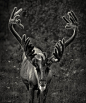 Reindeer Bull


photo by Pekka Sammallahti