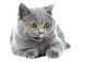 趴着蓝猫