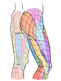人体绘制/人体肌肉/人体教程 人体结构 Kato_anatomy
花瓣关注原画人，推荐更多精选素材，绘画更有灵感