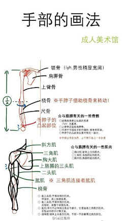 RudyWang采集到手足研究