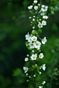 白色小小朵 花