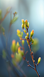 正在发芽的绿色植物24节气立春摄影图
