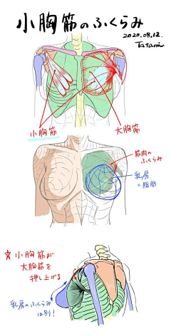 唐末名采集到人体