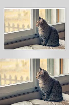 高级时髦猫咪绒毛摄影图