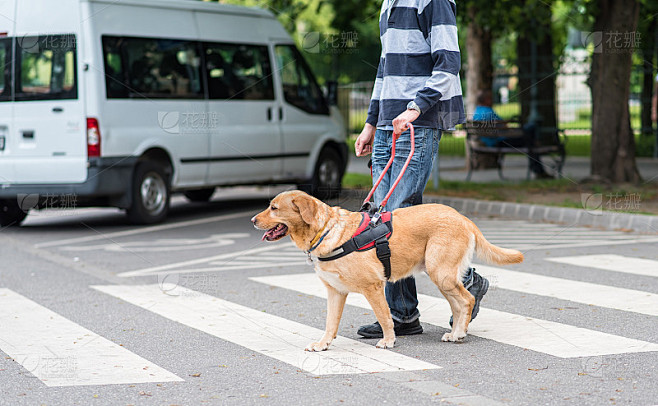 导盲犬正在帮助一位盲人
