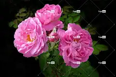 玫瑰 花朵 花卉背景 粉色的 花壁纸 夏天的花朵 玫瑰花