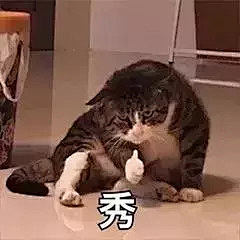 冰糖啊！采集到猫咪呀