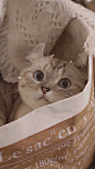猫咪