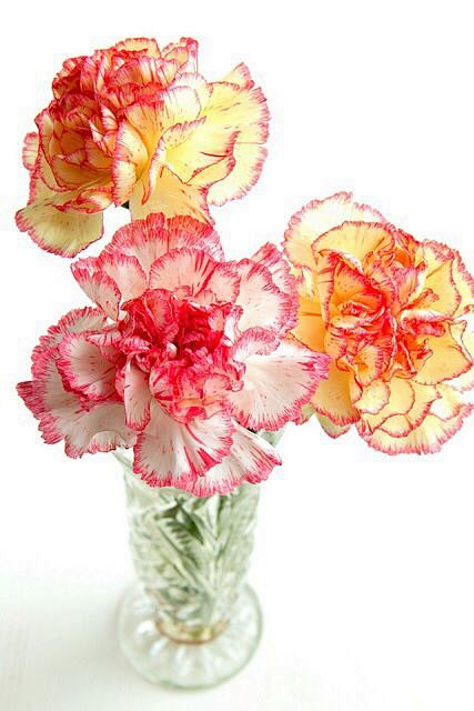 Carnations