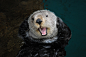 Northern sea otter (Enhydra lutris kenyoni) being cared ... | LOL Nat…