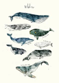 I love love love this 'Whales' art print by Amy Hamilton