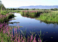 Shanghai Wetland Park - Google 搜索