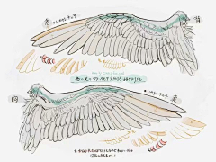 -Acedia-采集到鸟