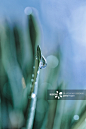 Fresh grass with dew drops创意图片素材 - Moment