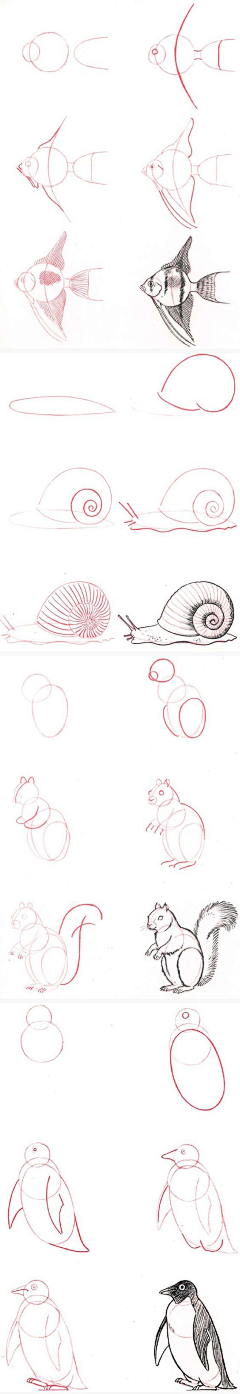 ●葡个萄~采集到绘画教程_动物结构