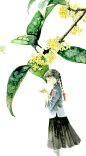水彩手绘桂花免抠png图片 中国古风中秋唯美装饰透明背景ps素材 (58)