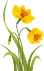 装饰扁平中国标志花卉A-黄色水仙花
