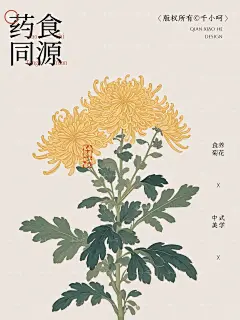 商用的6张菊花插画线稿素材合集大放送 - 小红书
