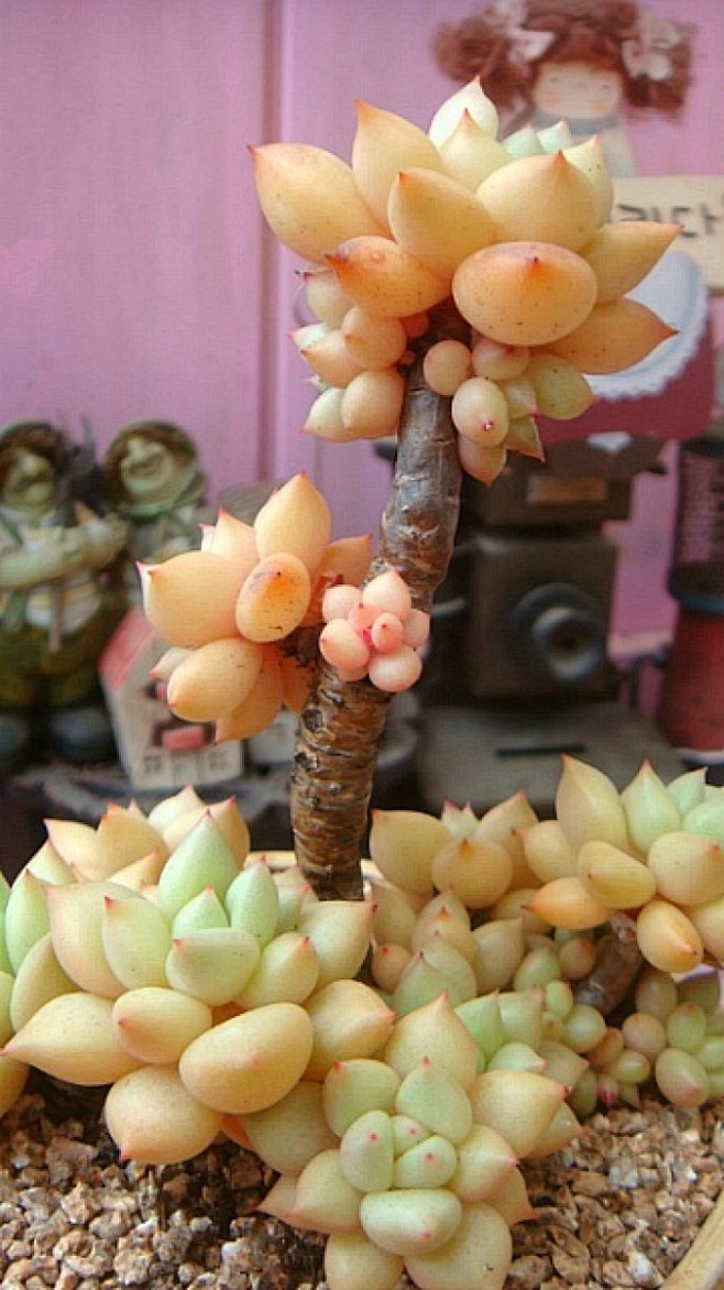 黄金象牙