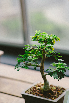 西红柿0-0采集到植物