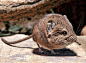 Photograph Short-eared Elephant Shrew by Klaus Wiese on 500px