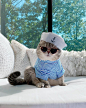 Meet Benson, The Kitten Abandoned By Its Former Owners And Now Adored By 170,000 Followers On Instagram