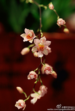 chiga采集到花朵