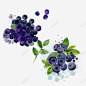 手绘蓝莓高清素材 手绘水果 水果 蓝色 蓝莓 元素 免抠png 设计图片 免费下载 页面网页 平面电商 创意素材
